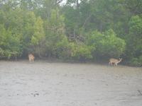 Hirsche sieht man vom Boot aus recht häufig