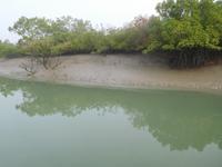 Niedrigwasser bei Ebbe in den Sundarbans