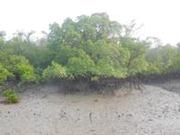Niedrigwasser bei Ebbe in den Sundarbans