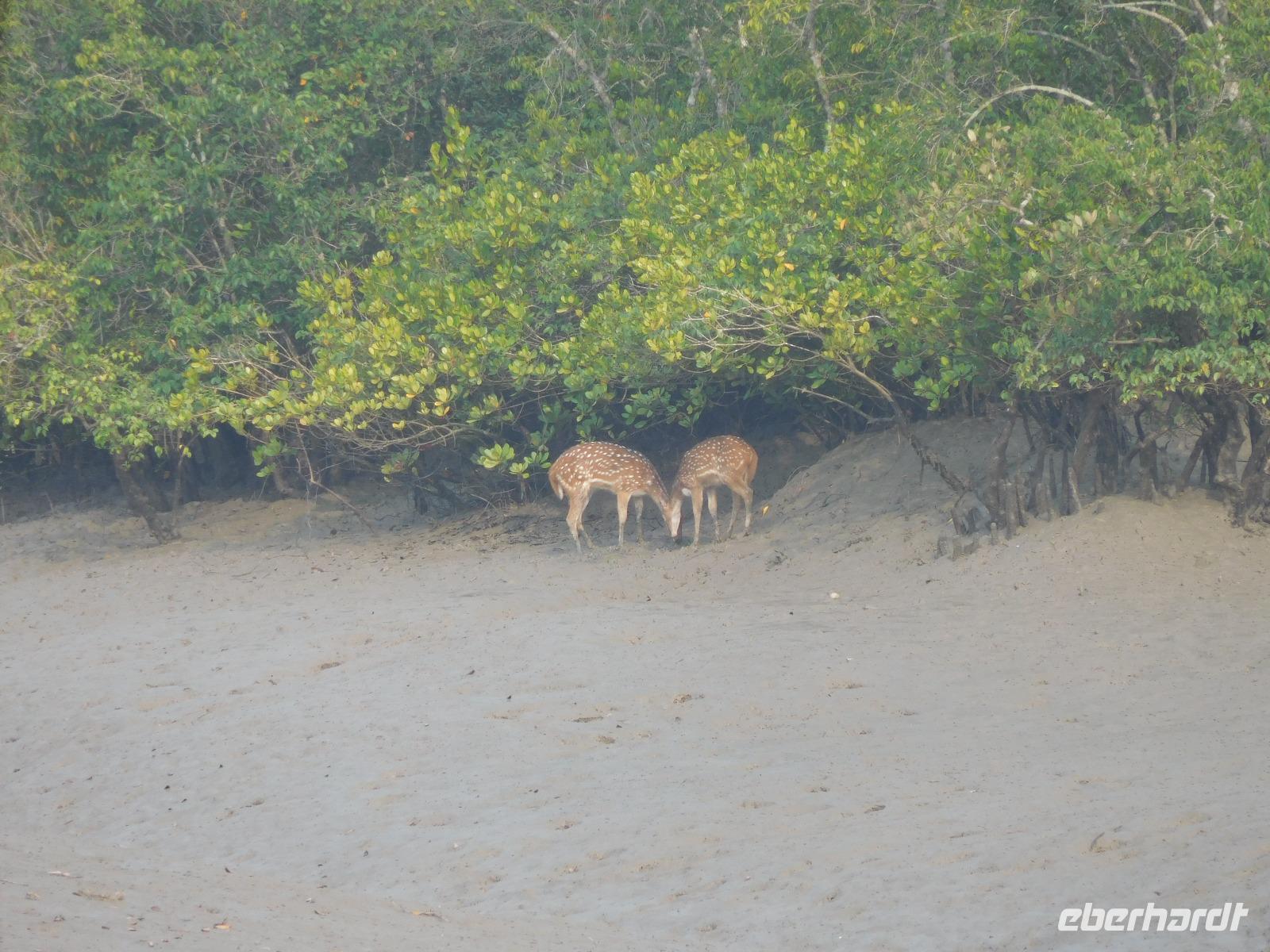 Hirsche sieht man vom Boot aus recht häufig