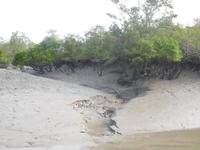 Niedrigwasser bei Ebbe in den Sundarbans
