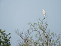 Vögel sind recht zahlreich hier