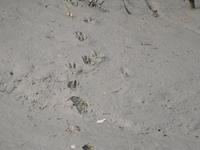 Hirschspuren im Schlamm