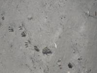 Könnten das Tigerspuren sein? 