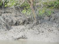 bei Niedrigwasser sieht man die gefährlichen spitzen Luftwurzeln zur Sauerstoff-Versorgung der Pflanzen