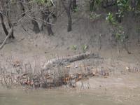 Krokodil auf der Schlammbank