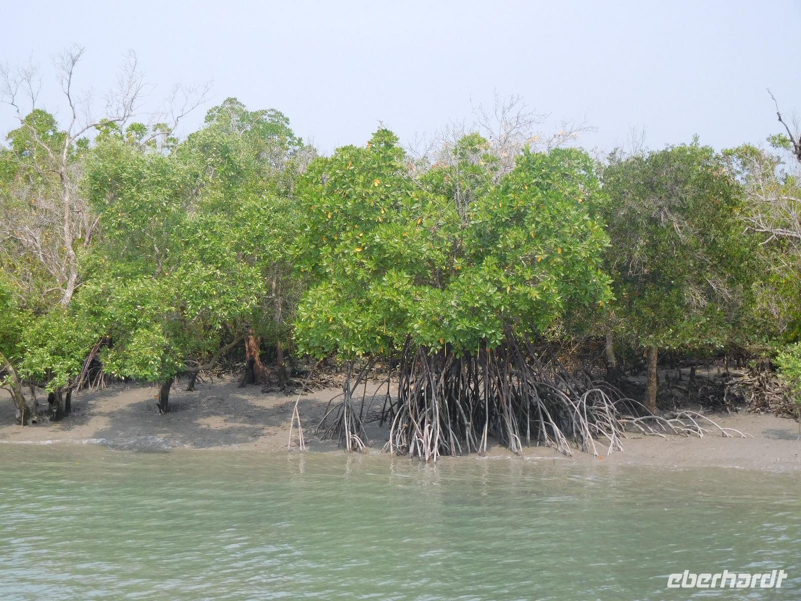 deutlich sind bei Niedrigwasser die Stelzwurzeln der Mangroven zu sehen