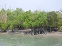 deutlich sind bei Niedrigwasser die Stelzwurzeln der Mangroven zu sehen