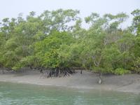 deutlich sind bei Niedrigwasser die Stelzwurzeln der Mangroven zu sehen