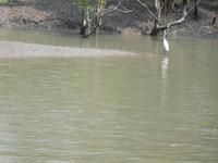 Vögel - vor allem Reiher - nutzen das Niedrigwasser