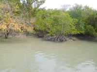 typische Sundarban-Szenerie