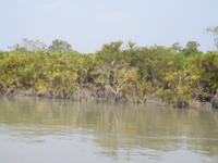 typische Sundarban-Szenerie