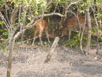 Hirsche sieht man vom Boot aus recht häufig
