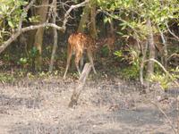 Hirsche sieht man vom Boot aus recht häufig
