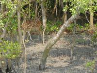 Hirsche sieht man vom Boot aus recht häufig