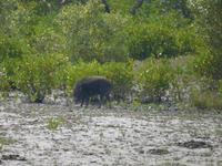 viele Wildschweine leben in den Sundarbans 