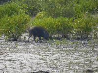 viele Wildschweine leben in den Sundarbans 