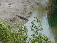 Warane und Krokodile sieht man fast nur bei Niedrigwasser