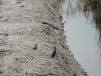 Warane und Krokodile sieht man fast nur bei Niedrigwasser