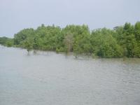 Flut in den Sundarbans