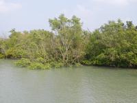 Flut in den Sundarbans