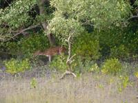 Hirsche sieht man vom Boot aus recht häufig
