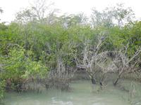 Flut in den Sundarbans