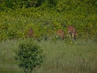 Hirsche sieht man vom Boot aus recht häufig
