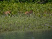 Hirsche sieht man vom Boot aus recht häufig