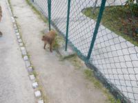 Affen halten sich ganz gern an den Aussichtstürmen auf... 