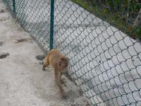 Affen halten sich ganz gern an den Aussichtstürmen auf... 