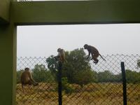 Affen halten sich ganz gern an den Aussichtstürmen auf... 