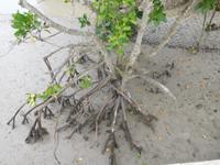 bei Niedrigwasser sind überall die typischen Mangroven-Stelzwurzeln gut zu sehen