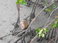 Affen halten sich ganz gern an den Aussichtstürmen auf... 