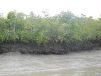 bei Niedrigwasser sind überall die typischen Mangroven-Stelzwurzeln gut zu sehen