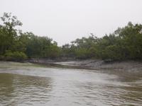 Schlammbänke und Mangroven