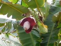 Bananenblüte