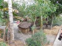 typischer Sundarban-Hof