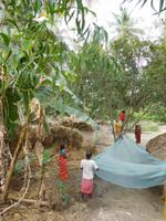 Frauen am Dreschplatz