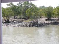 Abschied von den Sundarbans