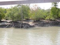 Abschied von den Sundarbans