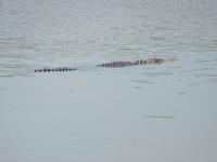 Aufregung: da ist ein riesiges Krokodil!