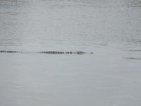 Aufregung: da ist ein riesiges Krokodil!