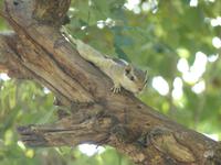 003. Streifenhörnchen