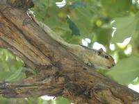 004. Streifenhörnchen