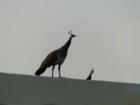 008. Castle Kalwar-Pfau