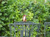 009. Castle Kalwar- Eisvogel