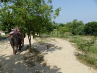 084. Jaipur- Elefantendorf