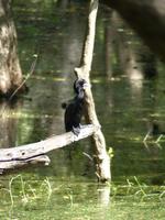 134. Baratpur -Keoladeo Nationalpark