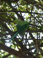 136. Baratpur -Keoladeo Nationalpark